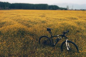 Building Stamina for Long-Distance Trail Rides